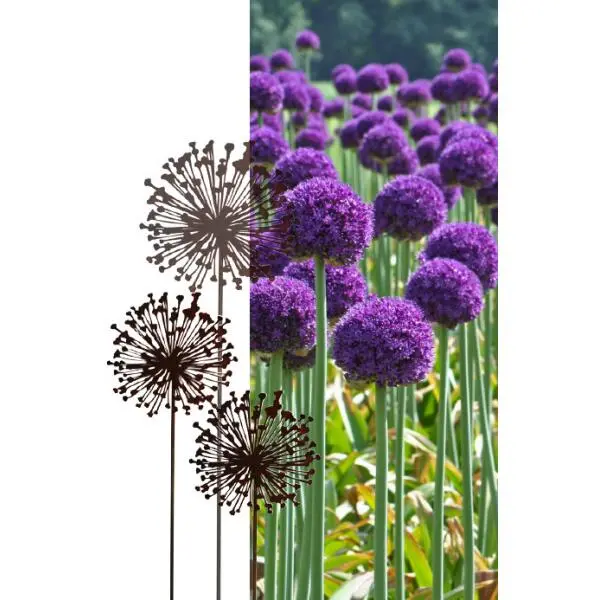 Allium Ø 30 Cm - Decoroest