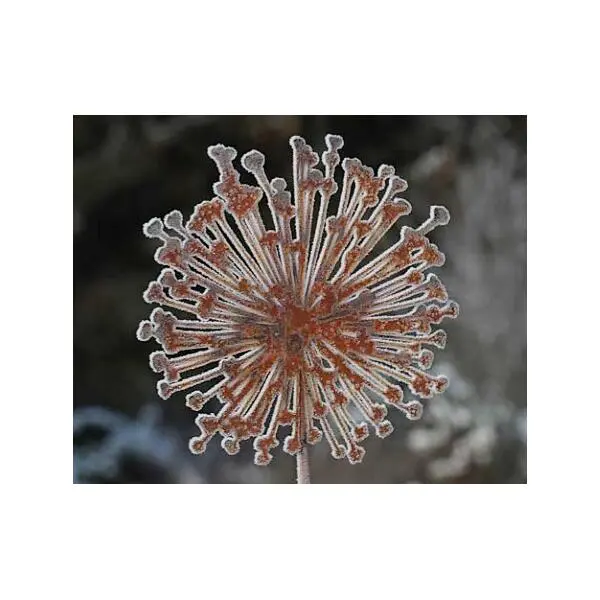 Allium Ø 30 Cm - Decoroest - Afbeelding 2