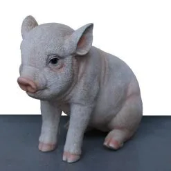 Jong Varkentje Zittend