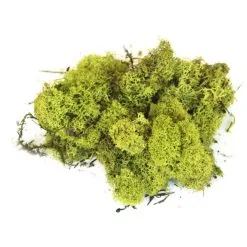 Ijslands Mos 150 G - Lichtgroen