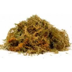 Veenmos Nieuw-Zeeland