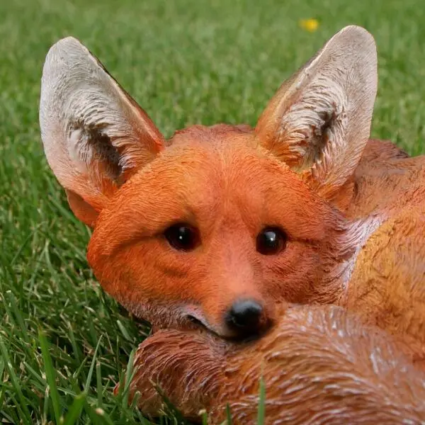 Vos Liggend - Afbeelding 3